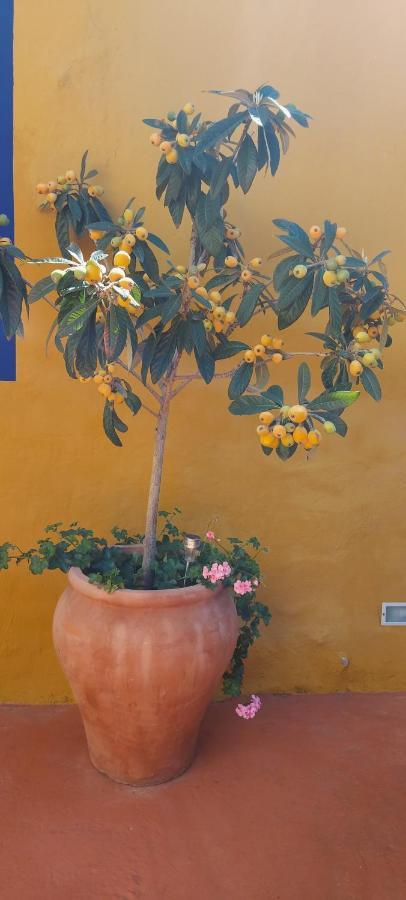 Casa Maestro Lelo - Acogedora Casa Rural Canaria Con Patios Y Jardines De Flores Las Palmas de Gran Canaria Kültér fotó